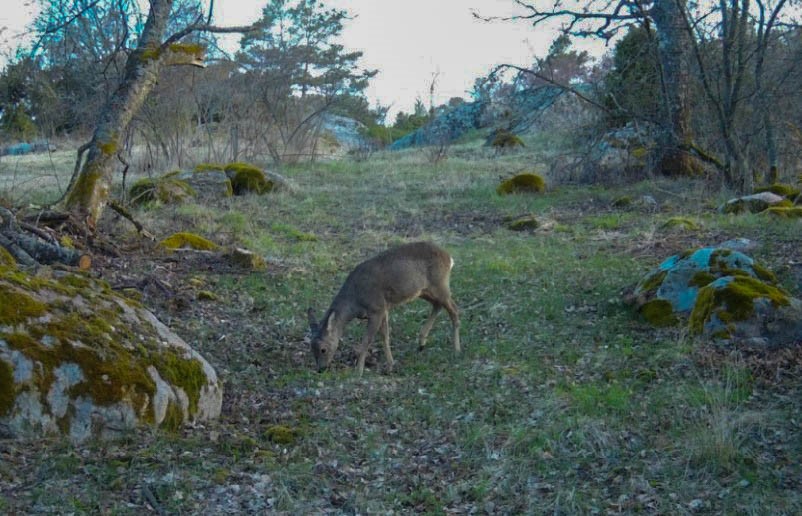 Metsäkauris, riistakamerakuva